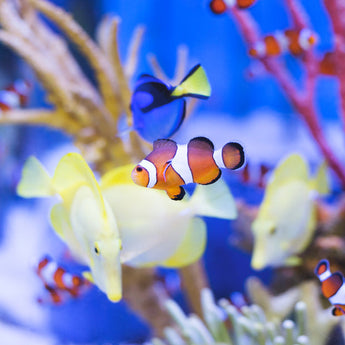 Aquatic