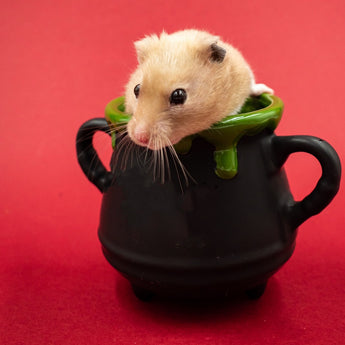 Small Animals