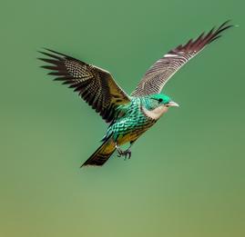 Bird